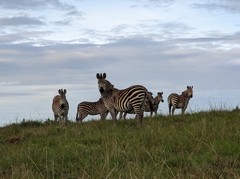 Equus quagga crawshayi
