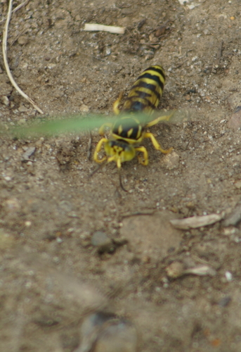 Glenostictia pictifrons photo 2