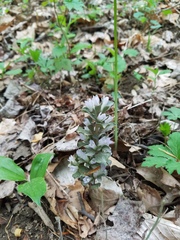 Obolaria virginica