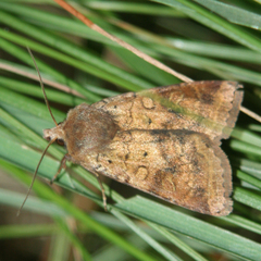 Diarsia mendica