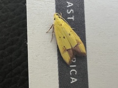 Gymnobathra flavidella