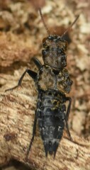 Ontholestes murinus