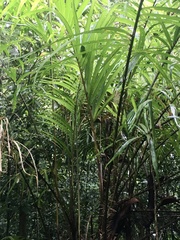 Bactris setosa