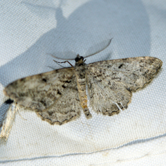 Peribatodes secundaria