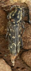 Xylotrechus rusticus