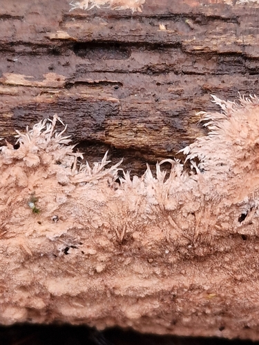 Etheirodon fimbriatum