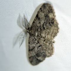 Peribatodes secundaria