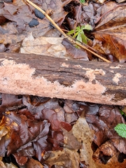 Etheirodon fimbriatum