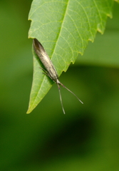 Coleophora mayrella