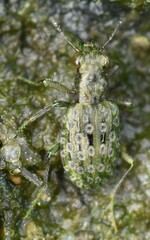 Elaphrus riparius