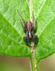 Trochosa terricola
