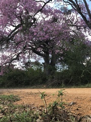 Ceiba speciosa