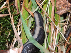 Limax cinereoniger