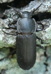 Tenebrio opacus