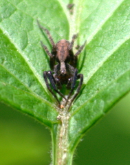 Trochosa terricola