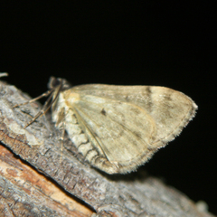 Thera obeliscata