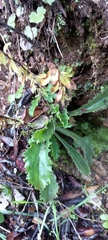 Anarrhinum bellidifolium