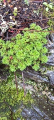 Saxifraga fragosoi