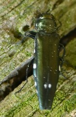 Agrilus biguttatus