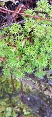Saxifraga fragosoi