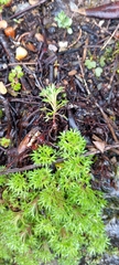 Saxifraga fragosoi
