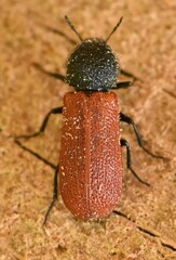 Bostrichus capucinus