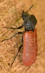 Bostrichus capucinus