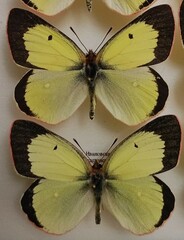 Colias palaeno