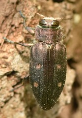 Chrysobothris affinis