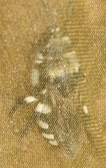 Melecta luctuosa