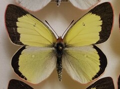 Colias palaeno