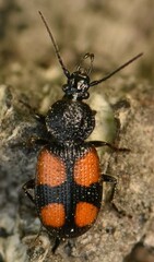 Panagaeus bipustulatus