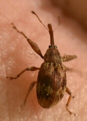 Anthonomus rectirostris