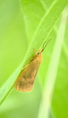 Virbia aurantiaca