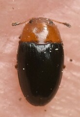 Triplax rufipes