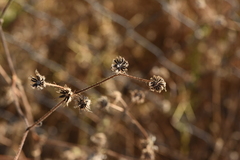 Picris rhagadioloides