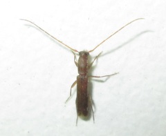 Linopteridius brunneus