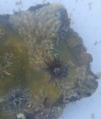 Aplidium glabrum