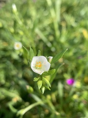 Calandrinia menziesii