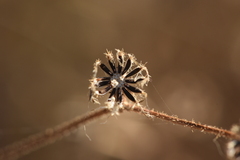 Picris rhagadioloides