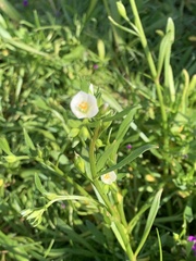 Calandrinia menziesii