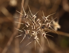 Tordylium officinale