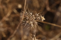 Tordylium officinale