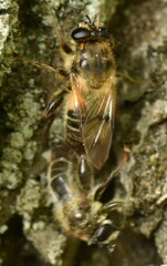 Criorhina pachymera