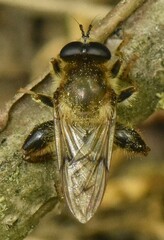 Criorhina pachymera
