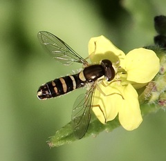 Sphaerophoria sulphuripes