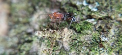 Ichneumonidae