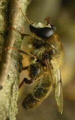 Criorhina pachymera