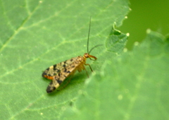 Panorpa rufescens