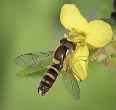 Sphaerophoria sulphuripes